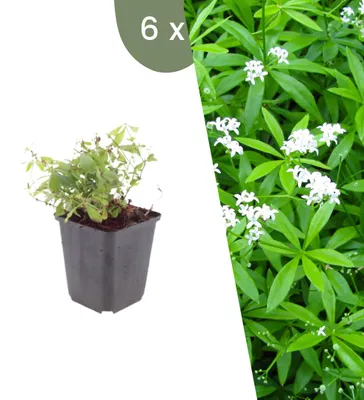 Produktbild von Plants by Frank | 6 Waldmeister Pflanzen | Galium Odoratum | Bodendecker | Winterhart | Mehrjährig | Gartenpflanzen