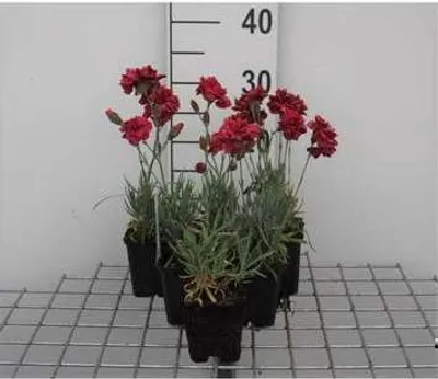 Immagine prodotto di 6 x Dianthus (p) 'Heidi' - Garofano - vaso 9 x 9 cm