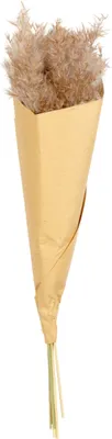 Produktbild von ASA Selection Pampasgras, 6er Set, Pampas Gras, Trockenblume, Gräser, Dekoration, Deko, 35 cm, Braun, 66322444