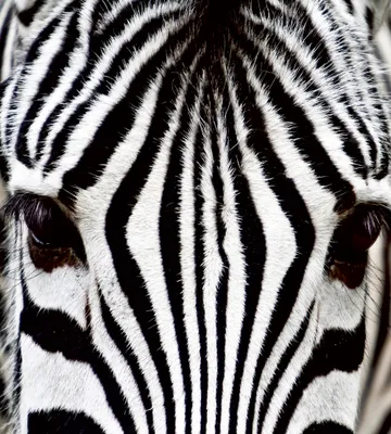 Produktbild von Fototapete - Zebra 225x250cm - Vliestapete