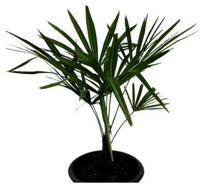 Produktbild von 100 Samen Hanfpalme - Trachycarpus fortunei - Frosthart bis -20 Grad
