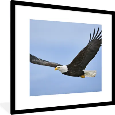 Produktbild von MuchoWow® Gerahmtes Poster Ein fliegender Weißkopfseeadler 40x40 cm - Poster mit Schwarzem Bilderrahmen Wandposter Rahmen Foto Bilder - Poster - Plakat im Rahmen
