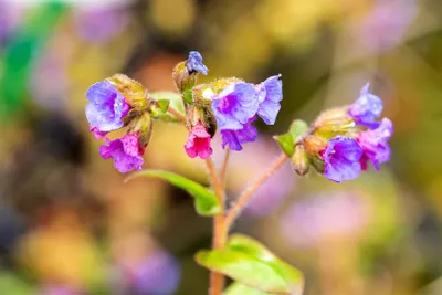 Produktbild von Pulmonaria dacica 'Azurea', Lungenkraut, blau, ca. 9x9 cm Topf