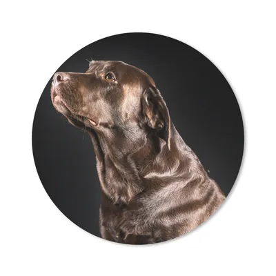 Produktbild von MuchoWow® Mauspad Mousepad Hund - Braun - Porträt 50x50 cm - Mousepads - Maus Mat - Pad - Mausunterlage