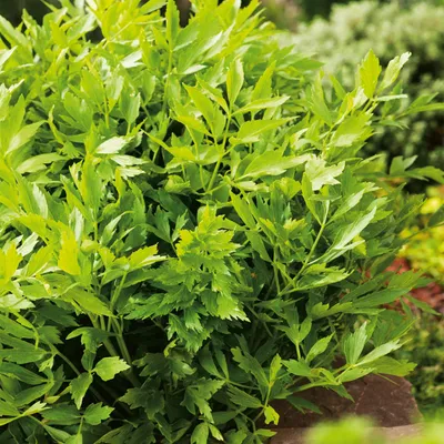 Produktbild von Liebstöckel Würzkraut mehrjährig Staude Levisticum Officinale Liebstöckel 1 St.