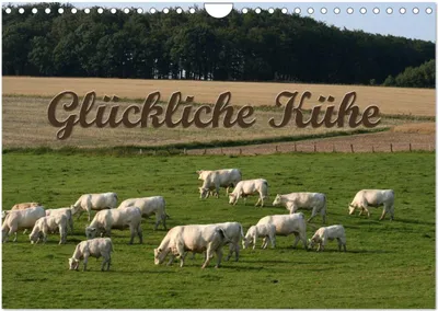 Produktbild von Glückliche Kühe (Wandkalender 2025 DIN A4 quer), CALVENDO Monatskalender