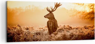 Produktbild von Bild auf Leinwand - Leinwandbild - Hirsch Natur Feld - 120x50cm - Wand Bild - Wanddeko - Wandbilder - Leinwanddruck - Bilder - Kunstdruck - Wanddekoration - Leinwand bilder - Wandkunst - AB120x50-3632