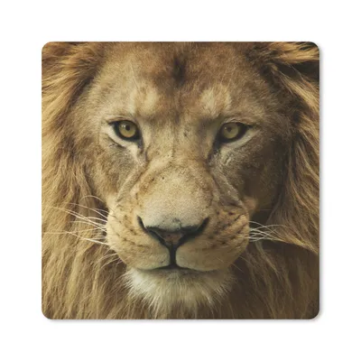 Produktbild von MuchoWow® Mauspad Mousepad Porträt - Afrika - Löwe 30x30 cm - Mousepads - Maus Mat - Pad - Mausunterlage - Gaming