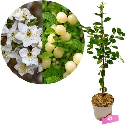 Produktbild von Prunus tomentosa 'White Ninja', Weiße Kirsche, Höhe 80 cm, 2-Liter-Topf