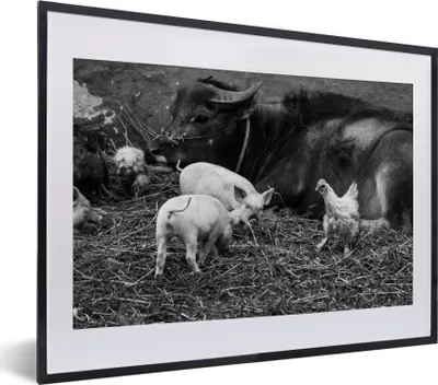 Produktbild von MuchoWow® MuchoWow® Gerahmtes Poster Lebende Nutztiere - schwarz und weiß 40x30 cm - Poster mit zchwarzem Bilderrahmen - Bilderrahmen - Poster im Rahmen