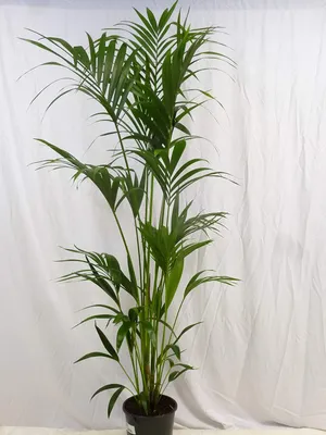 Produktbild von [Palmenlager] XL Howea forsteriana - Kentia Palme 180 cm // Zimmerpflanze
