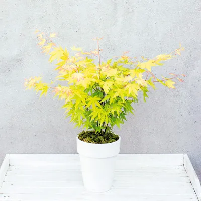 Produktbild von Fächerahorn orange Acer palmatum 'Orange Dream' H 30-40 cm T15