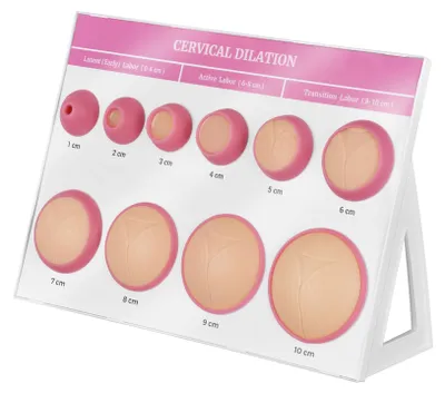 Zervix-Dilatationssimulator 1-10 cm, für Hebammen- und Doula-Training
