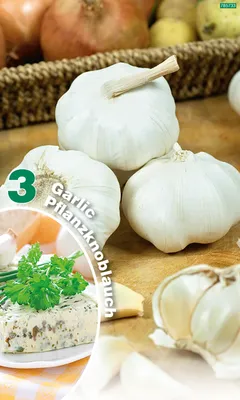 Artikelbild 1 von 'Knoblauch Weiß (3 Stück)' aus der Kategorie Pflanzknoblauch