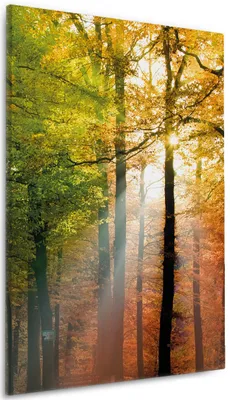 Produktbild von Wallario Premium Leinwandbild Sonnenuntergang im Herbstwald in Größe 60 x 90 cm