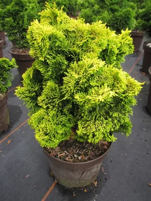 Produktbild von Chamaecyparis obtusa Nana Aurea - Gelbe Zwerg-Muschelzypresse - 25-30cm
