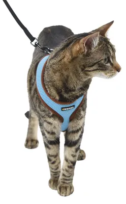 Zdjęcie produktu dla Kerbl Katzengeschirr Active blau inkl. Leine 120cm, Geschirr mit Klickverschluss