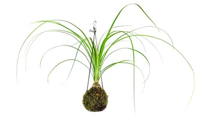 Obrázek produktu pro Gardners Kokedama Nolina (S)