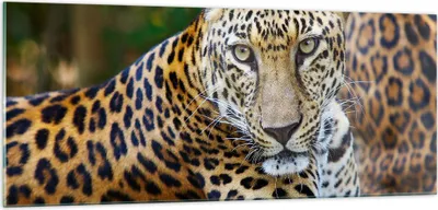 Produktbild von Bilder auf glas - Leopardpanther Katze Tier Savanne - 100x40cm - Glasbilder - Wandbilder - Kunstdruck - Wanddekoration aus Glas - Glas Bilder - Wandbild auf Glas - GAB100x40-0402