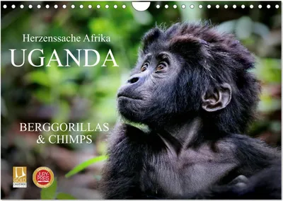 Produktbild von UGANDA - Berggorillas & Chimps (Wandkalender 2025 DIN A4 quer), CALVENDO Monatskalender