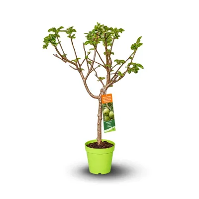 Image de Pommier nain – malus domestica – arbre fruitier – variété compacte – 80-90 cm – ⌀ 20 cm