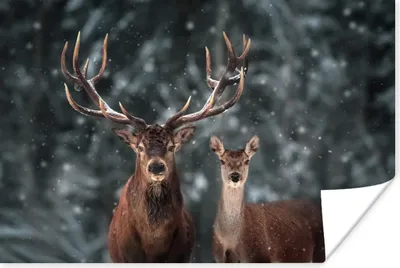 Produktbild von MuchoWow® Poster Hirsche - Tiere - Winter - Geweih - Schnee - Natur 60x40 cm - Schlafzimmerdekoration