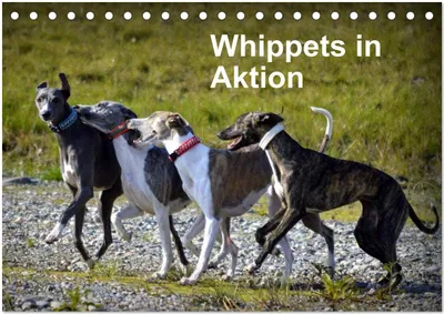 Produktbild von Whippets in Aktion (Tischkalender 2026 DIN A5 quer), CALVENDO Monatskalender