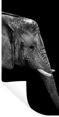 Produktbild von MuchoWow® Wandtattoo Wandsticker Wandaufkleber Elefant - Schwarz und weiß - Porträt - Tiere 60x120 cm Selbstklebend und Repositionierbar - Selbstklebend - Fototapeten