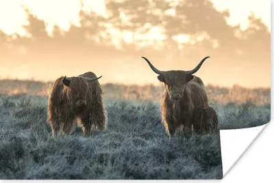 Produktbild von MuchoWow® Poster Schottisches Hochlandrind - Tiere - Hörner 120x80 cm - Bilder