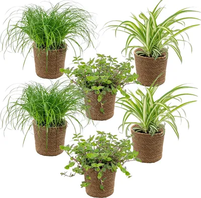 Produktbild von Bloomique - 6er-Set - Haustierfreundliche Pflanzen - Chlorophytum, Cyperus, Callisia - Zimmerpflanzen - 20-30 cm Hoch - Im Seegraskorb 12 cm