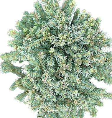 Immagine prodotto di Picea glauca 'Echiniformis' Abete rosso riccio 60-70 cm