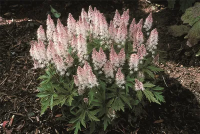 Produktbild von Tiarella 'Spring Symphony' - Schaumblüte, winterhart, im Topf 12 cm - 12cm