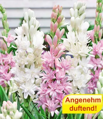 Produktbild von BALDUR Garten 3er Duft-Tuberose 'The Pearl & Pink Saphier', Knollen mit Umfang 10-12 cm, viele gefüllte Sternblüten, angenehm duftend, mehrjährige Schnittblume, ideal für Beete & Vasen, pflegeleicht