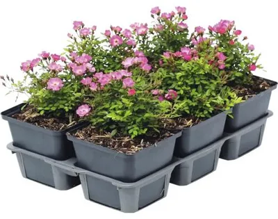 Obrázek produktu pro Růže zakrslá beztrnná FloraSelf Rosa 'Cutie Pie' 6 ks
