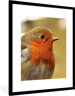 Produktbild von MuchoWow® Gerahmtes Poster Vogel - Rotkehlchen - Porträt 60x80 cm - Poster mit Schwarzem Bilderrahmen Wandposter Rahmen Foto Bilder - Wohnzimmer - Dekorationen - Prämie