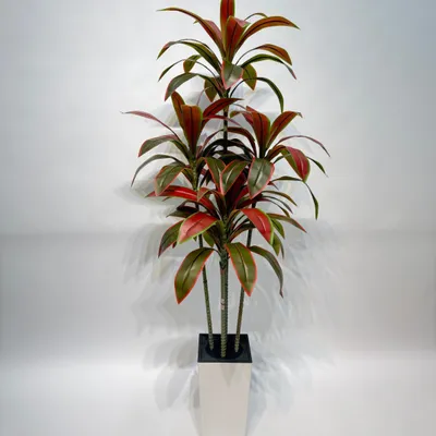 Imagen del producto de Dracena artificial fragrans (Dracaena fragrans) de 150 cm - Color rojo – Planta artificial realista para maceta, ideal para el hogar, la oficina y la terraza, que no requiere cuidados