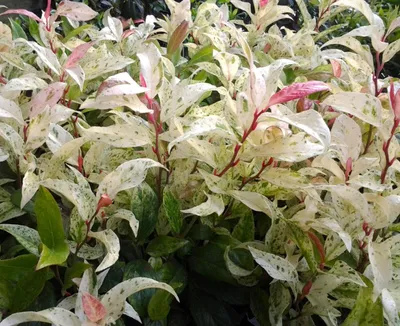 Immagine prodotto di Erica grappina - Leucothoe Hokuspokus Walteri - 15 - 20 cm