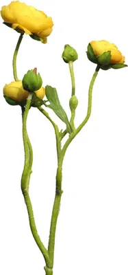Produktbild von artplants.de Kunstblumen Zweig Ranunkel JIXIANG, gelb, 50 cm - Künstliche Blume