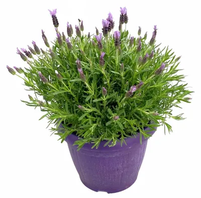 Produktbild von Lavendula Schopflavendel 40 cm XXL