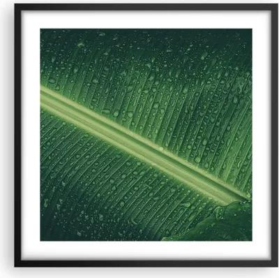 Produktbild von Gerahmtes Poster - Schwarzer Rahmen - Makro Blatt Tropfen - 50x50 cm - Wand Bild - Wanddeko - Wandbilder - Kunstposter - Wandposter - Bilderrahmen - Bilder - Kunstdruck - P2BAC50x50-4372