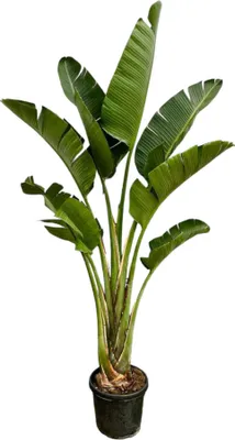 Produktbild von Trendyplants - Strelitzia Augusta - Paradiesvogelblume - Zimmerpflanze - Höhe 240-260 cm - Topfgröße Ø45cm