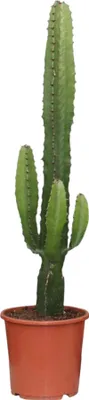 Produktbild von Trendyplants - Euphorbia Acrurensis - Kaktus - Höhe 40-60 cm - Topfgröße Ø17cm