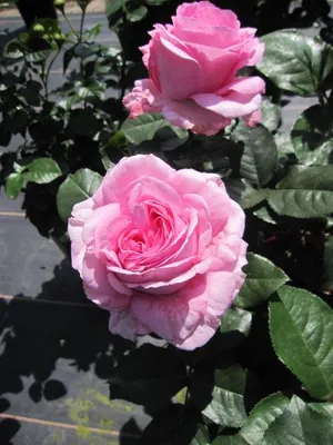 Produktbild von Rosa Ghita Renaissance ® - Edelrose - Poulsen Rose