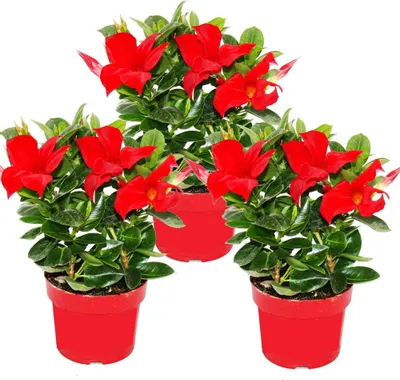 Zdjęcie produktu dla Dipladenia - jasmin chilijski - doniczka 10 cm - zestaw 3 roslin - czerwony