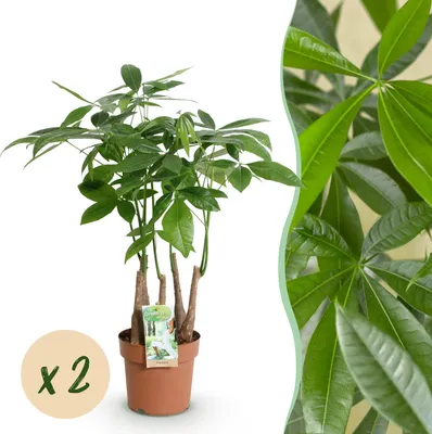Produktbild von Green boutiQ - Zimmerpflanzen - Pachira Aquatica Mehrstamm - Geldbaum - Wenig Pflege - Grün - 2 Pflanzen - Topf 17cm - Höhe 50-55cm
