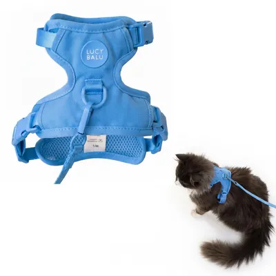 Katzenhalsband mit Leine, blau, M/L, verstellbar