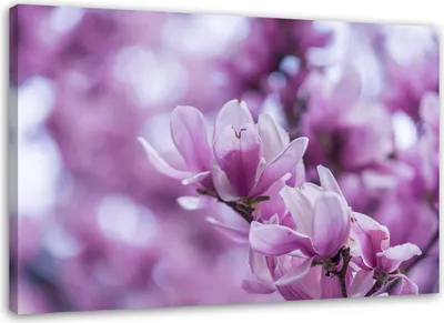 Produktbild von Leinwandbild magnolienblüten 90x60 cm Feeby lila wandbild bereit zum aufhängen