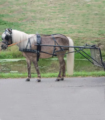 Produktbild von Einspänner Geschirr Economic, Pony und Shetty, schwarz, MSH