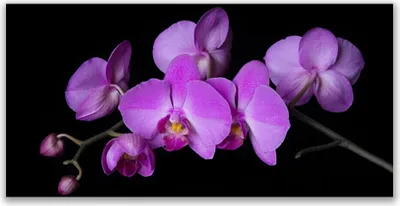 Produktbild von Tulup Leinwand-Bilder 140x70 Wandbild Canvas Kunstdruck Blumen Pflanzen