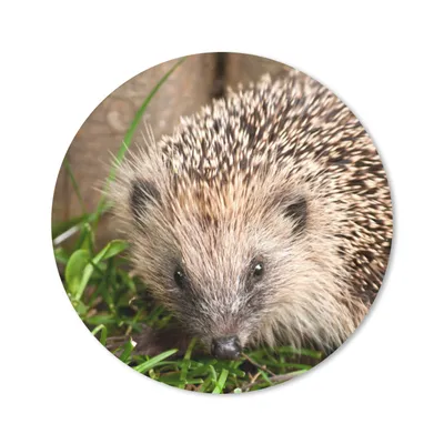 Produktbild von MuchoWow® Mauspad Mousepad Igel - Zaun - Gras 20x20 cm - Mousepads - Maus Mat - Pad - Mausunterlage - Schreibtischmatte